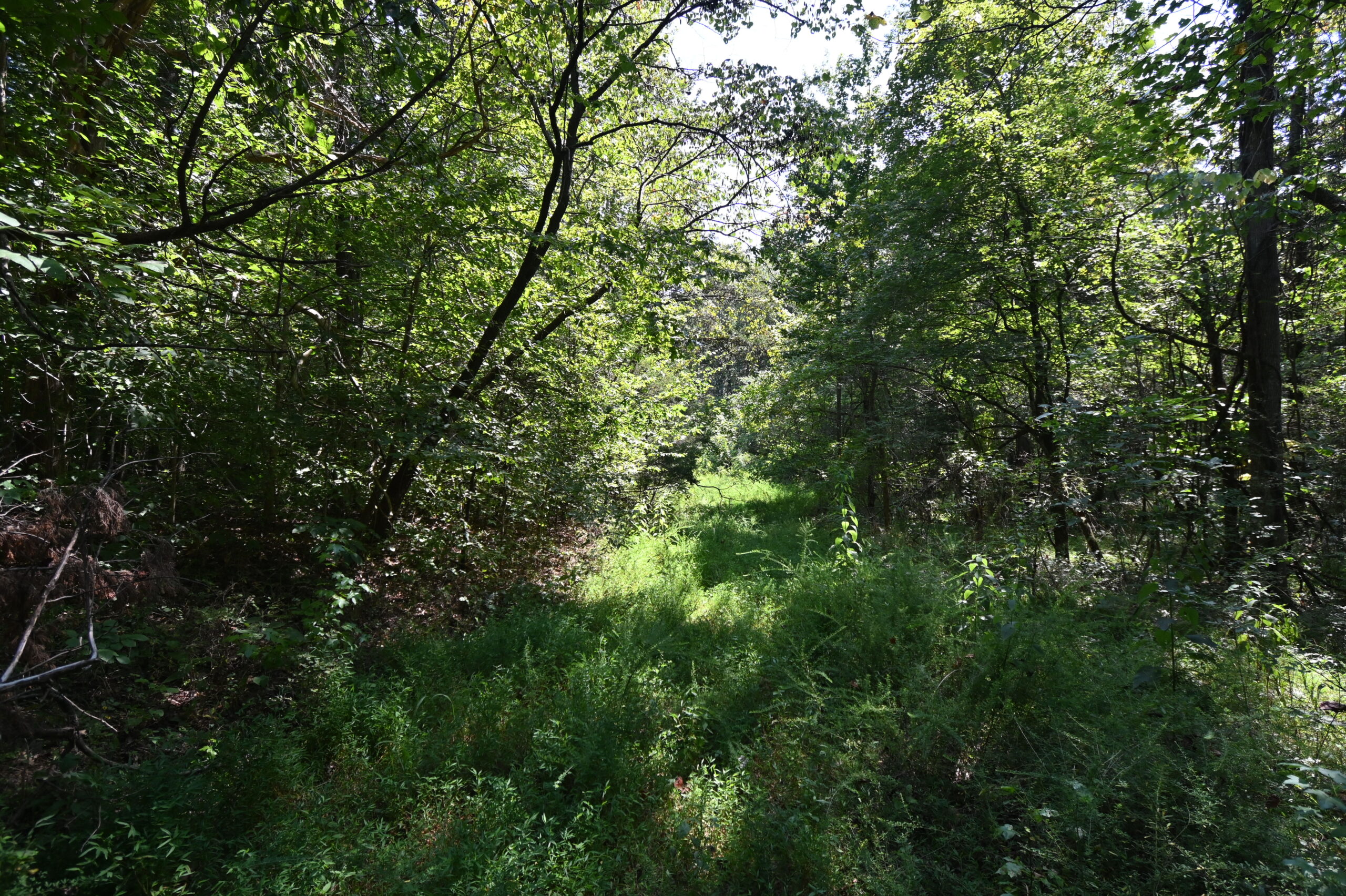 231.15 Acre Timber Land for Sale in Clifton, Tennessee