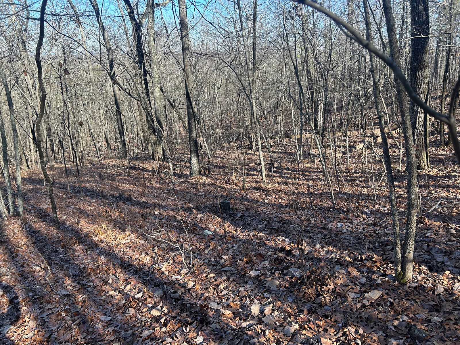 40 Acres of Harwood Timber in Talladega, Alabama