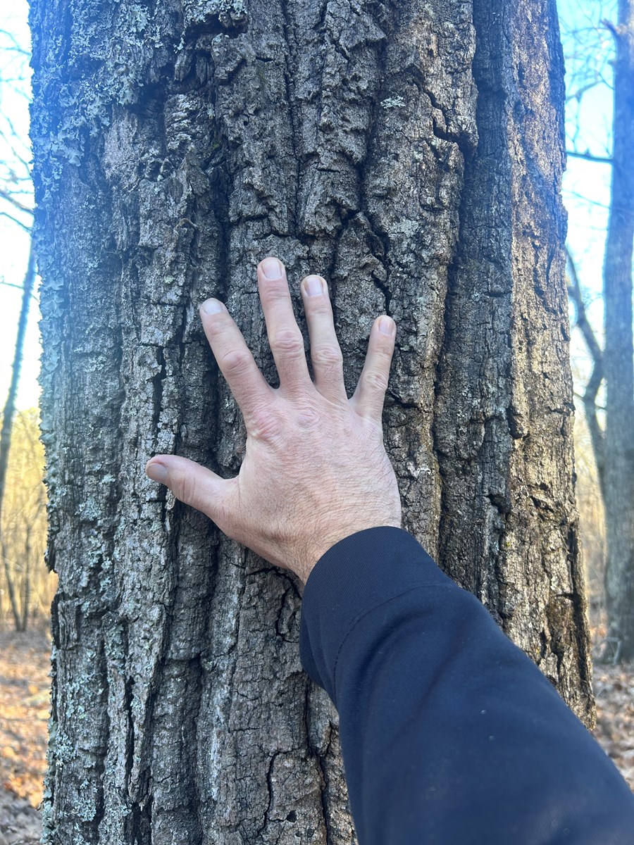 40 Acres of Harwood Timber in Talladega, Alabama