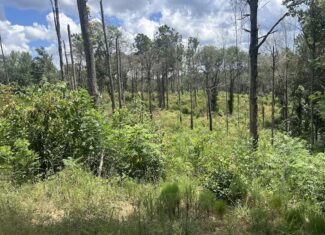 42 Acres in Autauga County – Secluded, Fenced, and Hunting Ready
