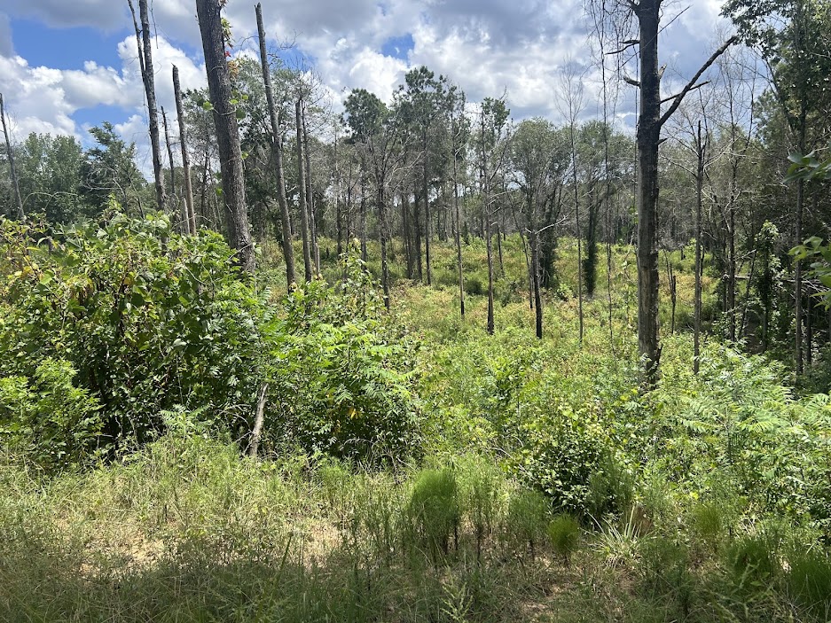 42 Acres in Autauga County – Secluded, Fenced, and Hunting Ready