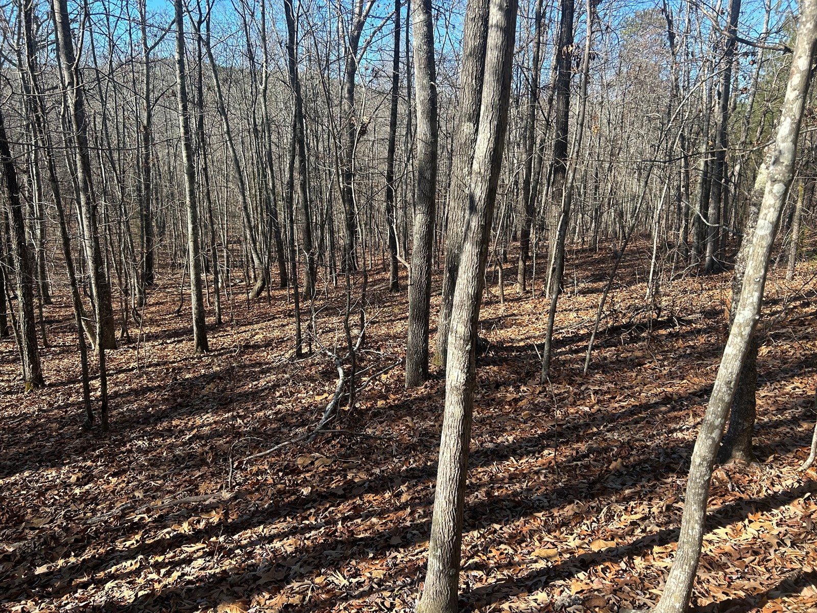 40 Acres of Harwood Timber in Talladega, Alabama