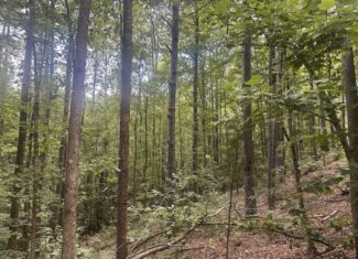 42 Acres in Autauga County – Secluded, Fenced, and Hunting Ready