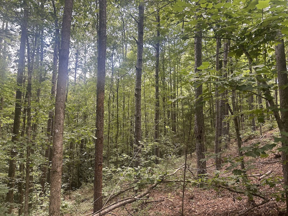 42 Acres in Autauga County – Secluded, Fenced, and Hunting Ready