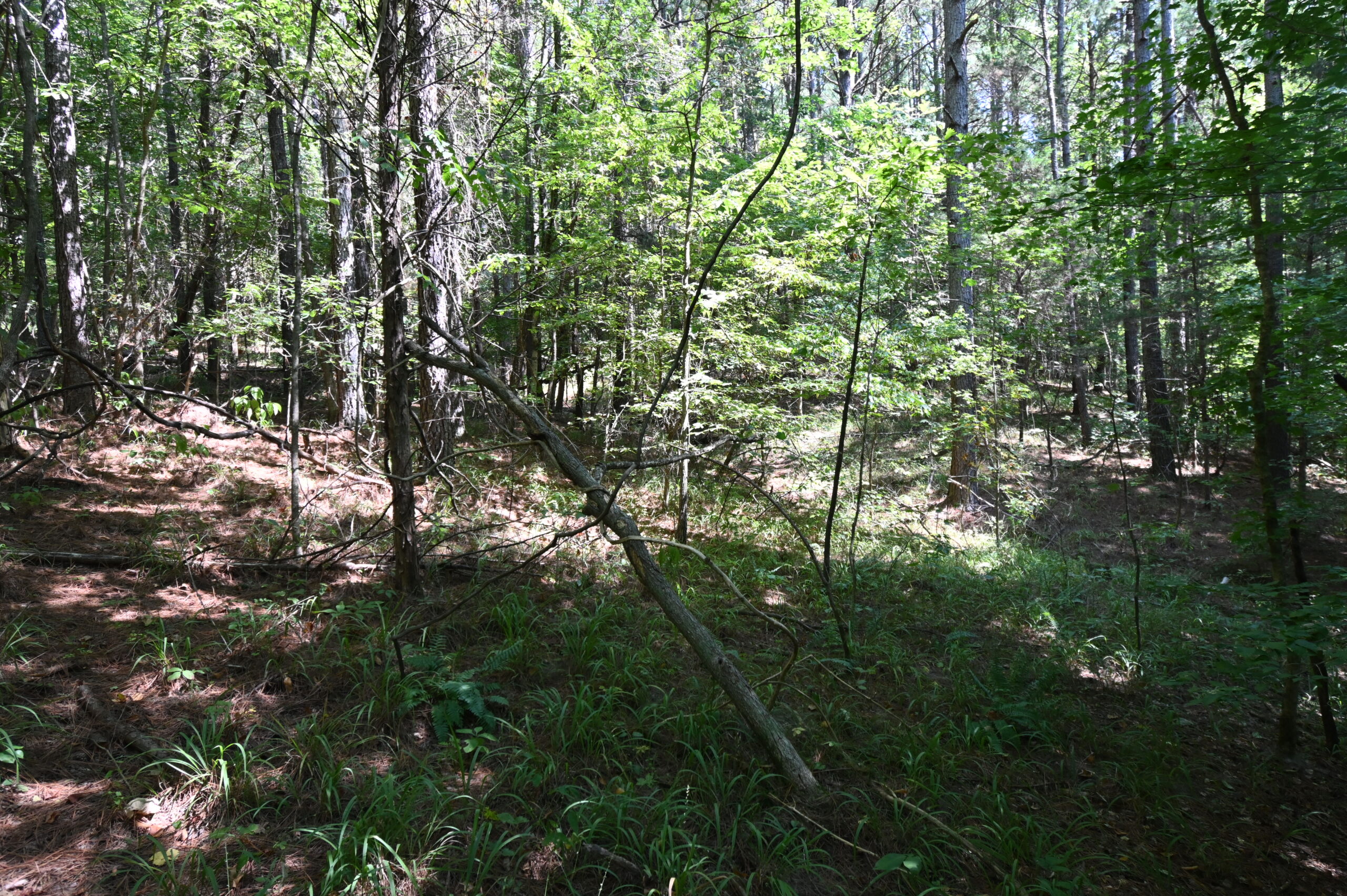 231.15 Acre Timber Land for Sale in Clifton, Tennessee