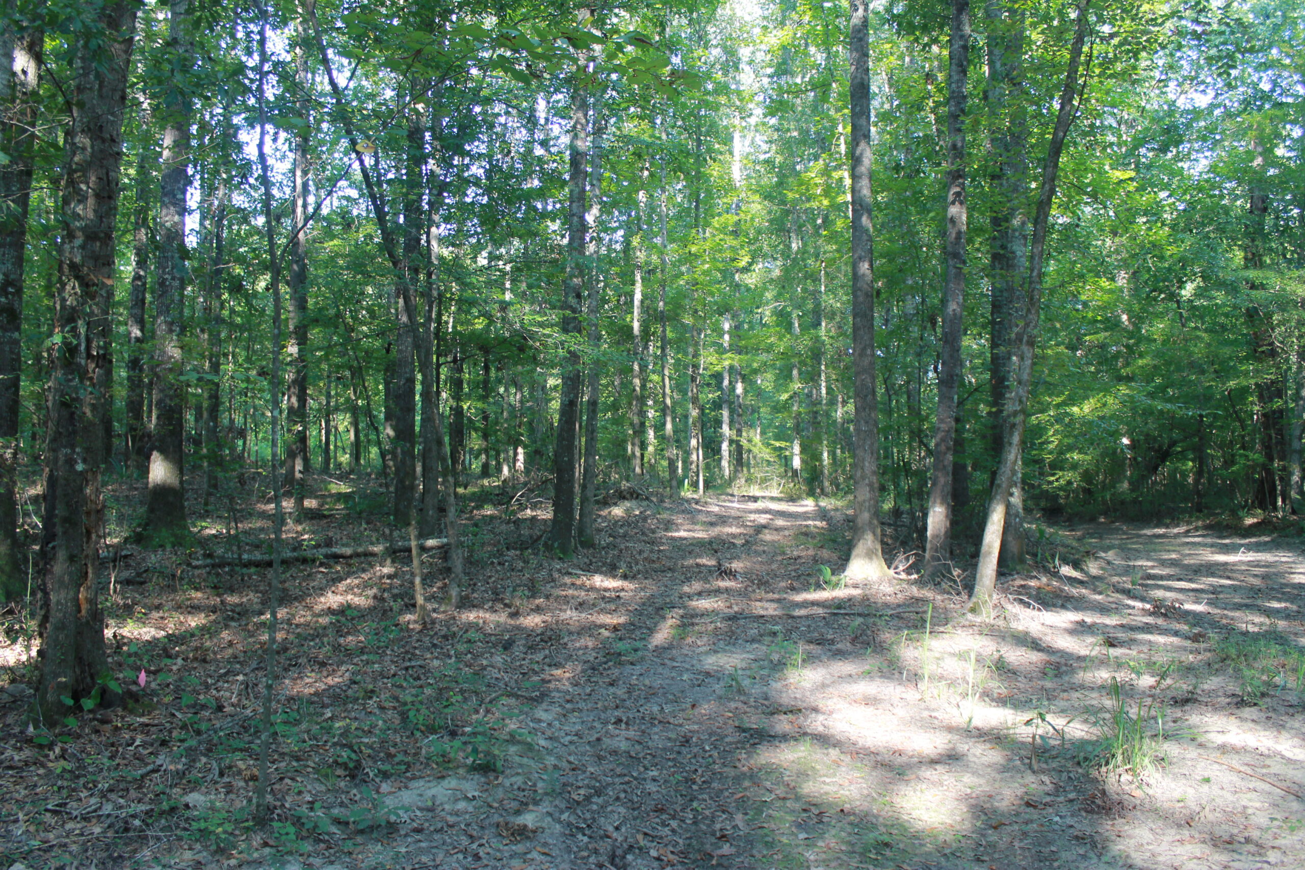 210 Acre Turn-Key Recreational Property for Sale in Dayton, Alabama
