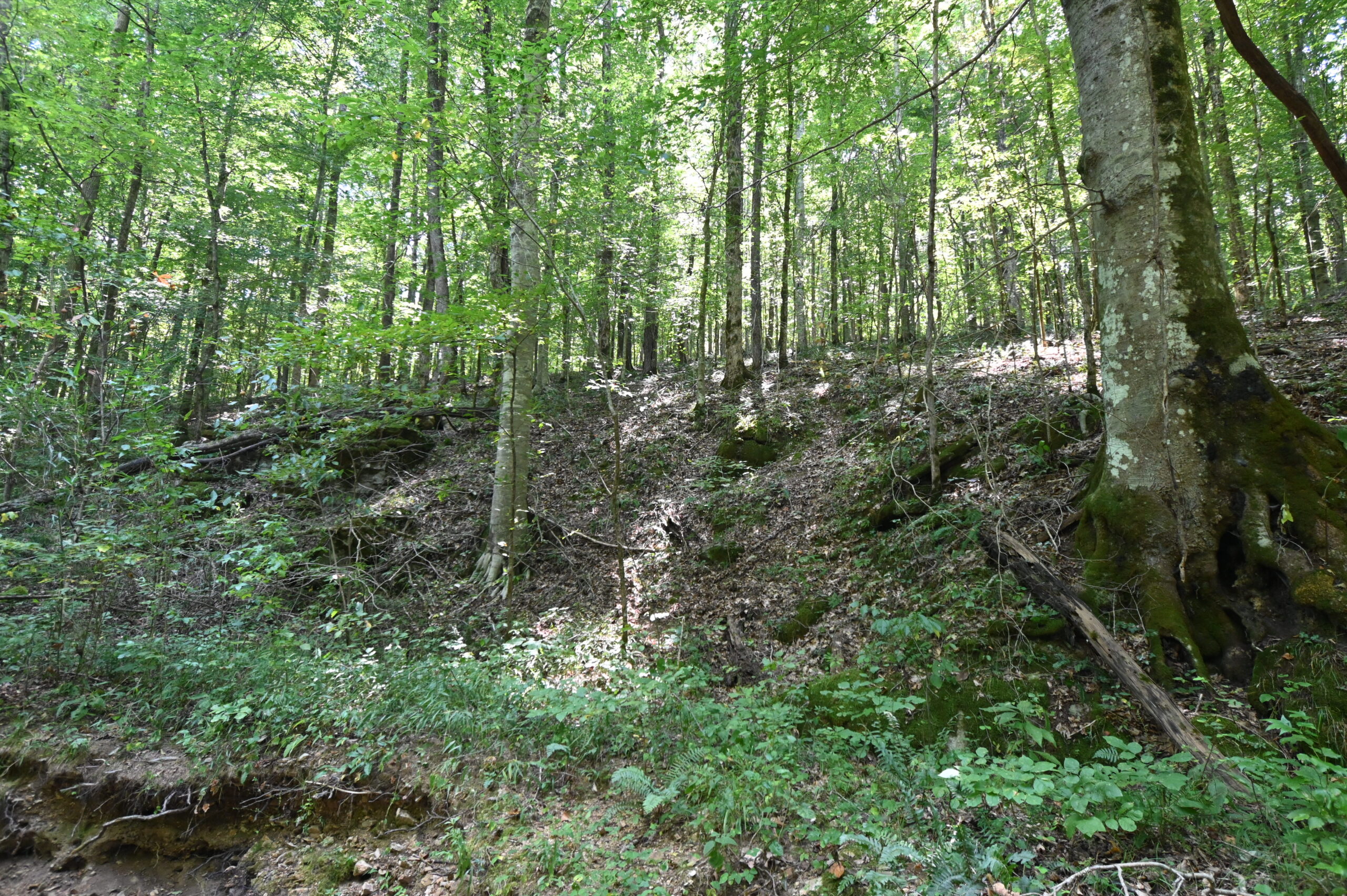 231.15 Acre Timber Land for Sale in Clifton, Tennessee