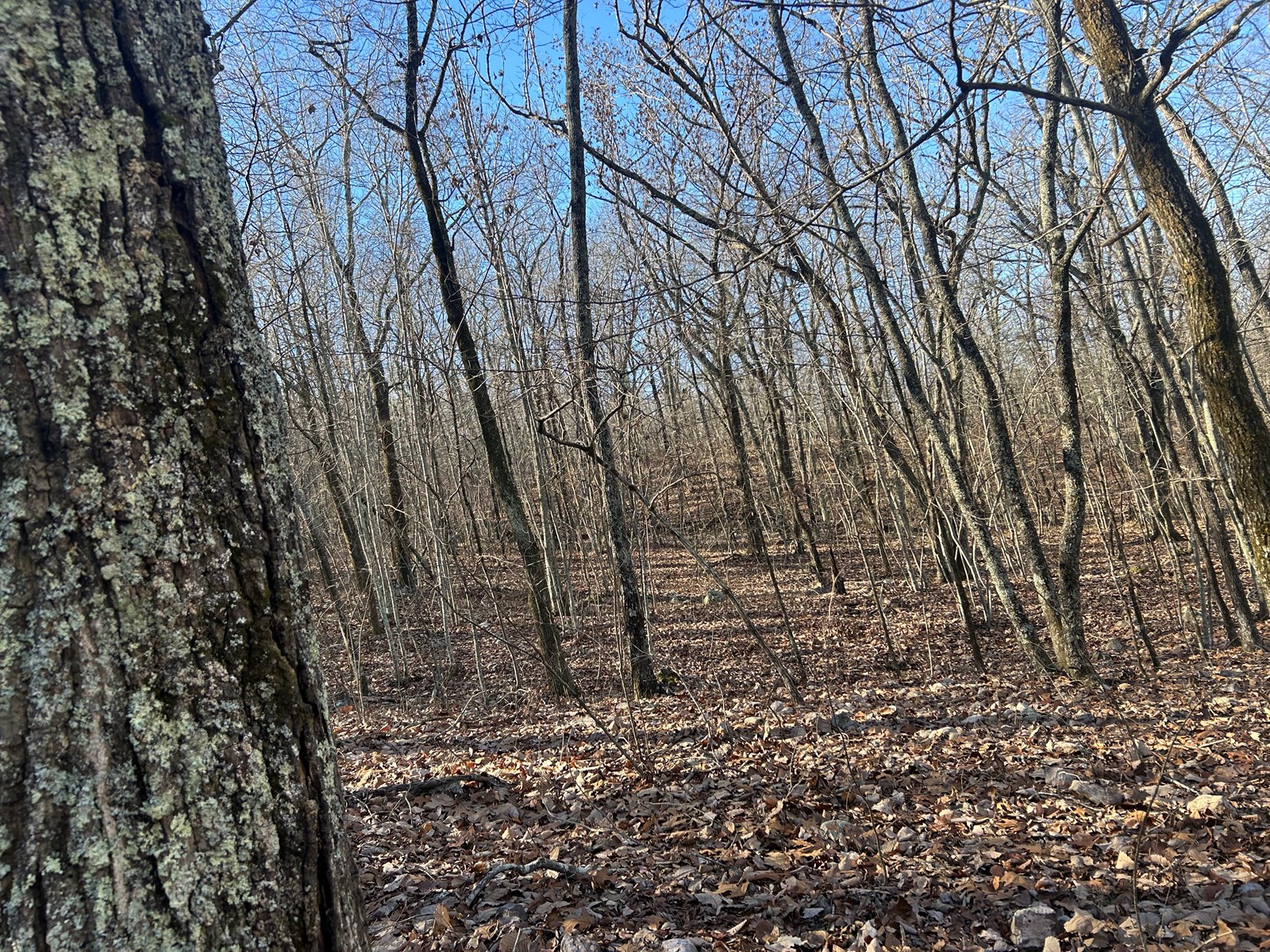 40 Acres of Harwood Timber in Talladega, Alabama