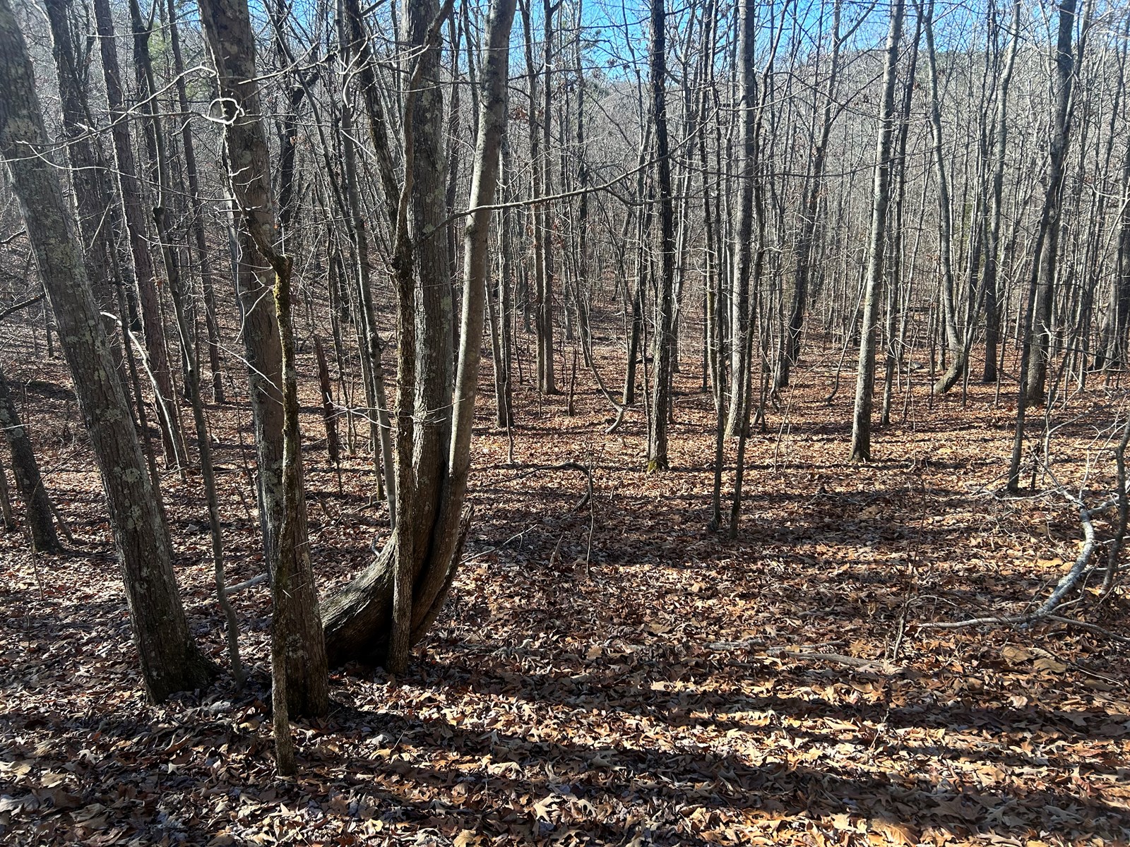 40 Acres of Harwood Timber in Talladega, Alabama