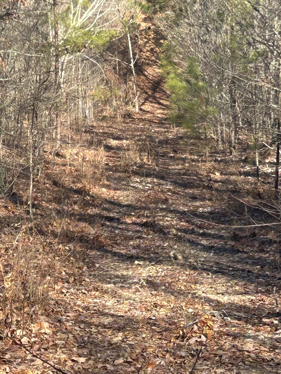 40 Acres of Harwood Timber in Talladega, Alabama