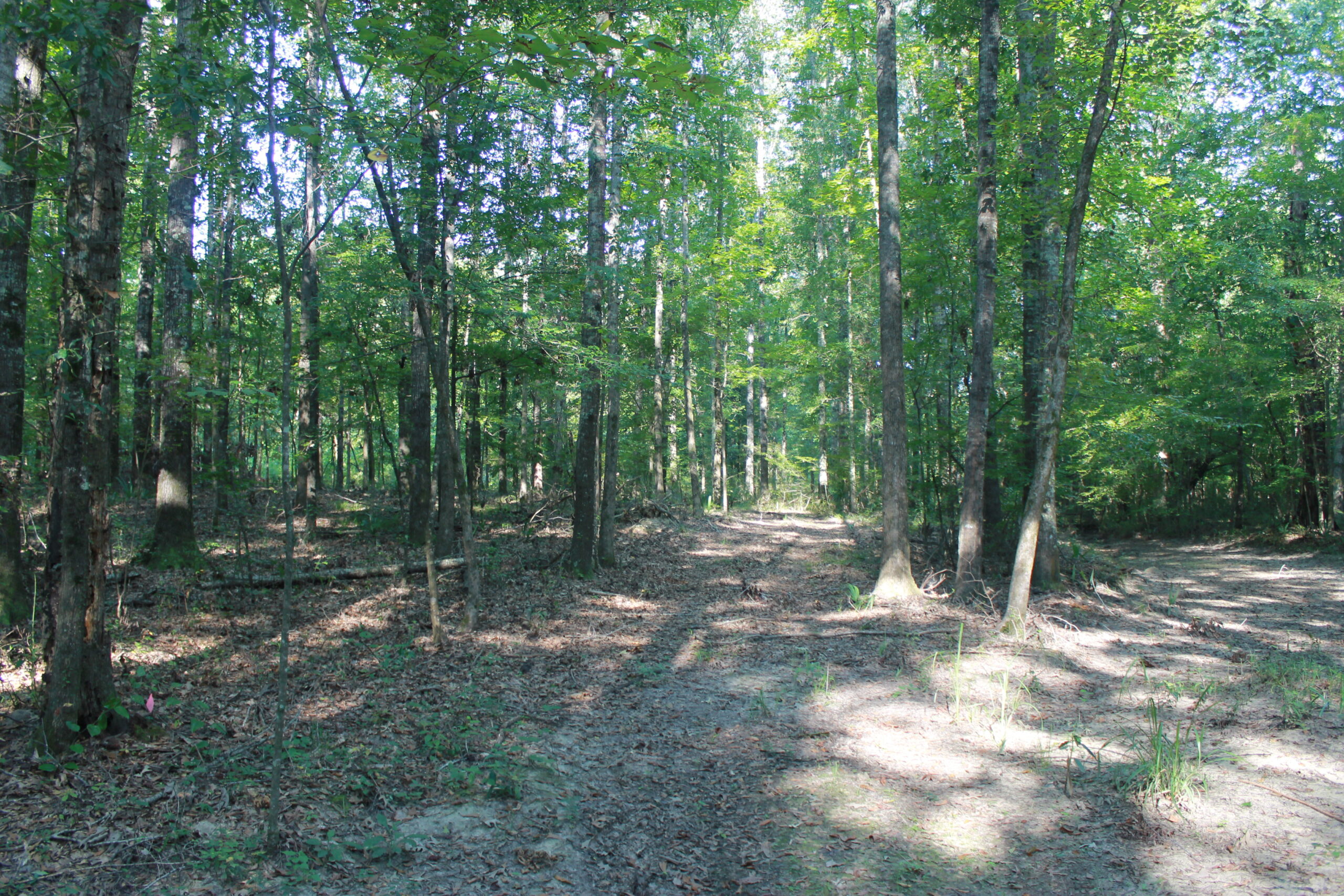 210 Acre Turn-Key Recreational Property for Sale in Dayton, Alabama