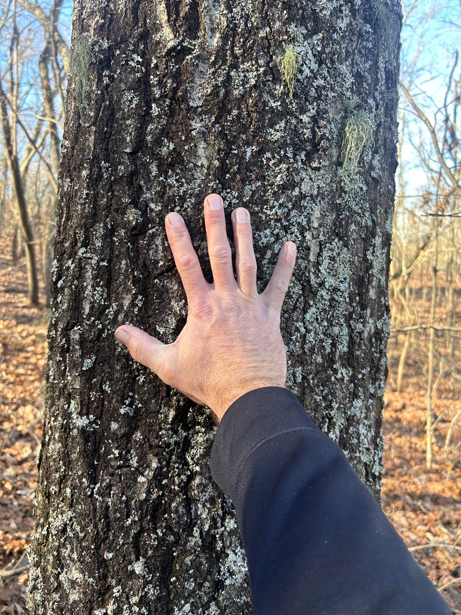40 Acres of Harwood Timber in Talladega, Alabama