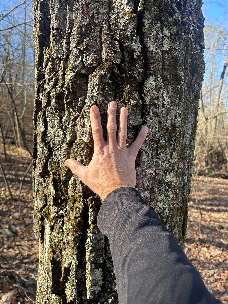 40 Acres of Harwood Timber in Talladega, Alabama