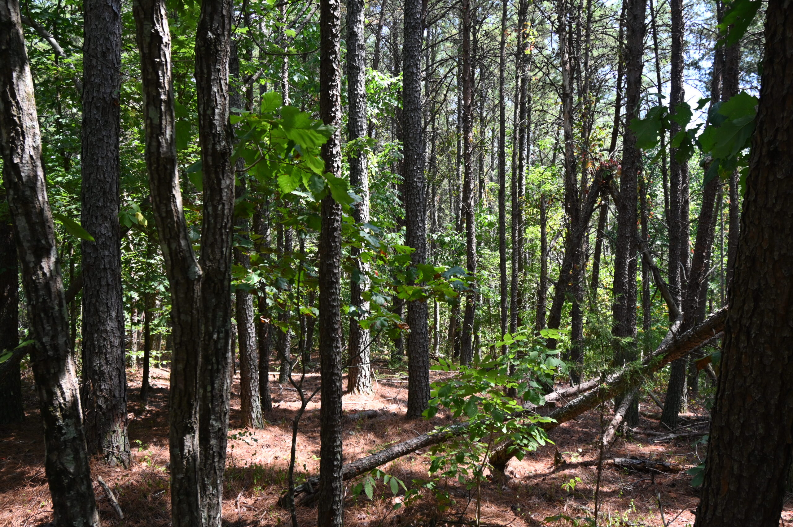 231.15 Acre Timber Land for Sale in Clifton, Tennessee