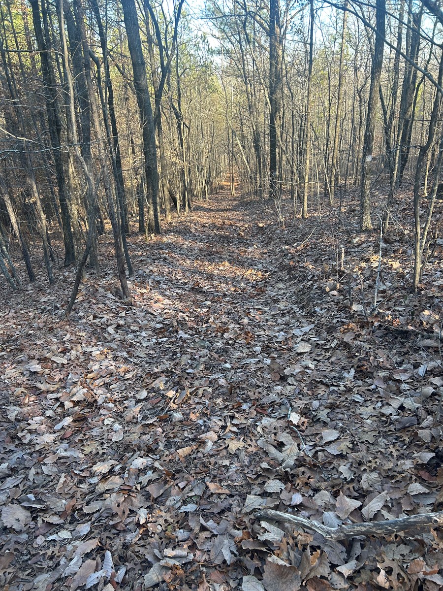 40 Acres of Harwood Timber in Talladega, Alabama