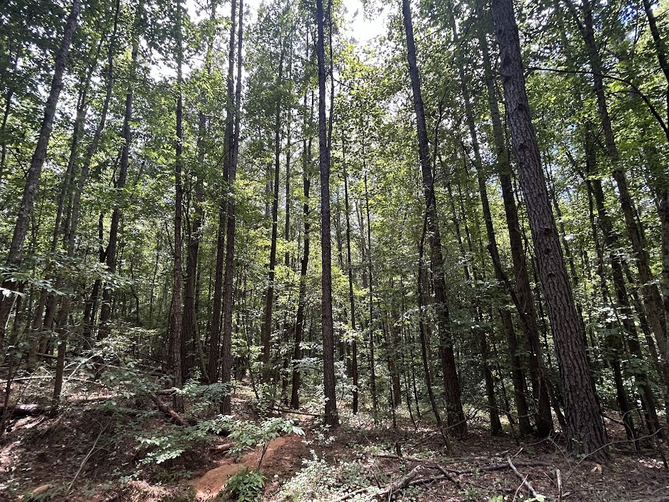 42 Acres in Autauga County – Secluded, Fenced, and Hunting Ready