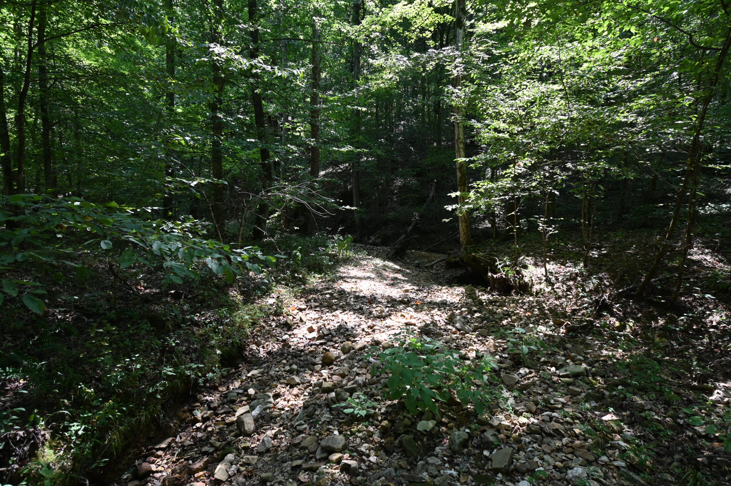 231.15 Acre Timber Land for Sale in Clifton, Tennessee