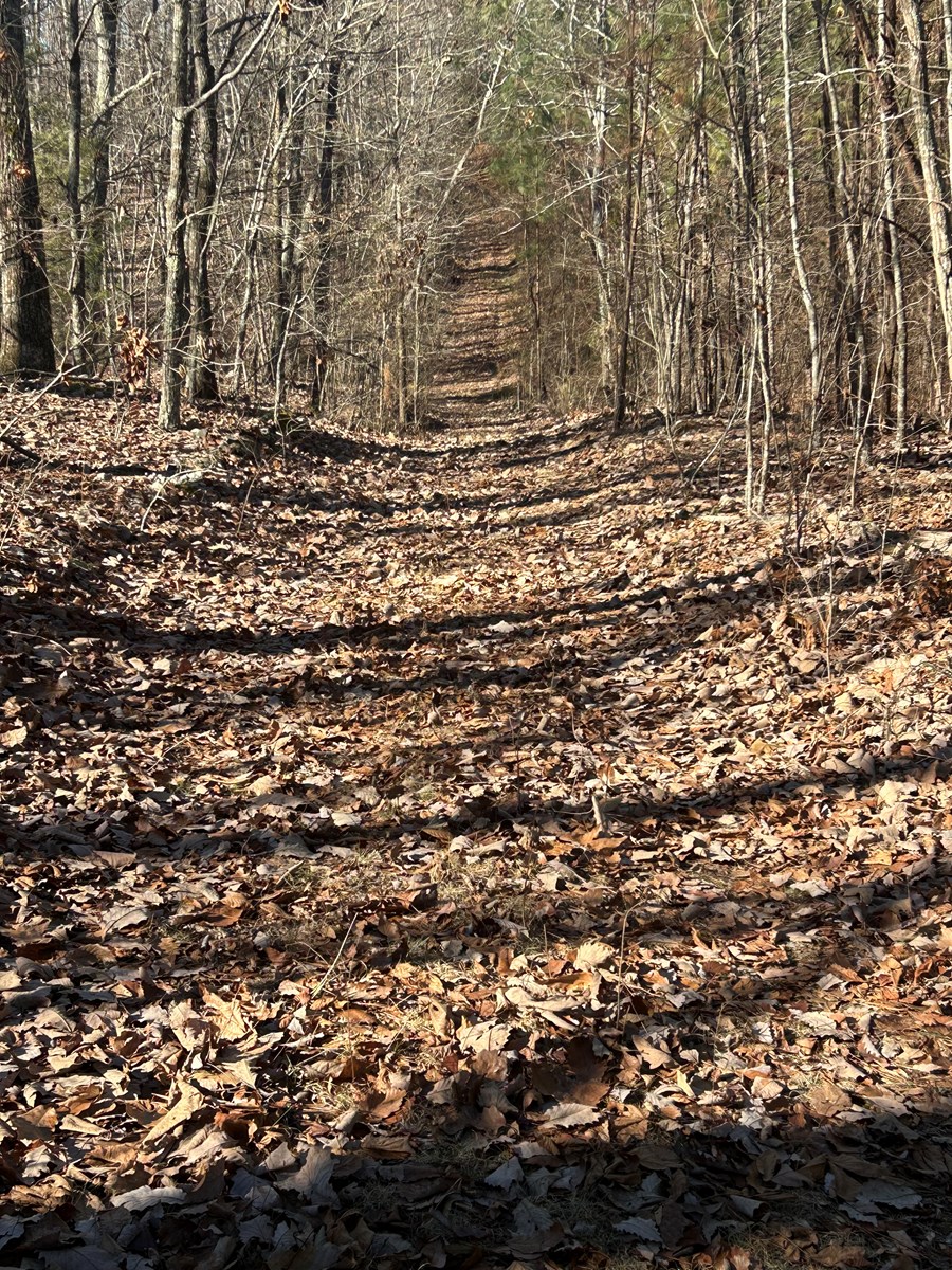 40 Acres of Harwood Timber in Talladega, Alabama