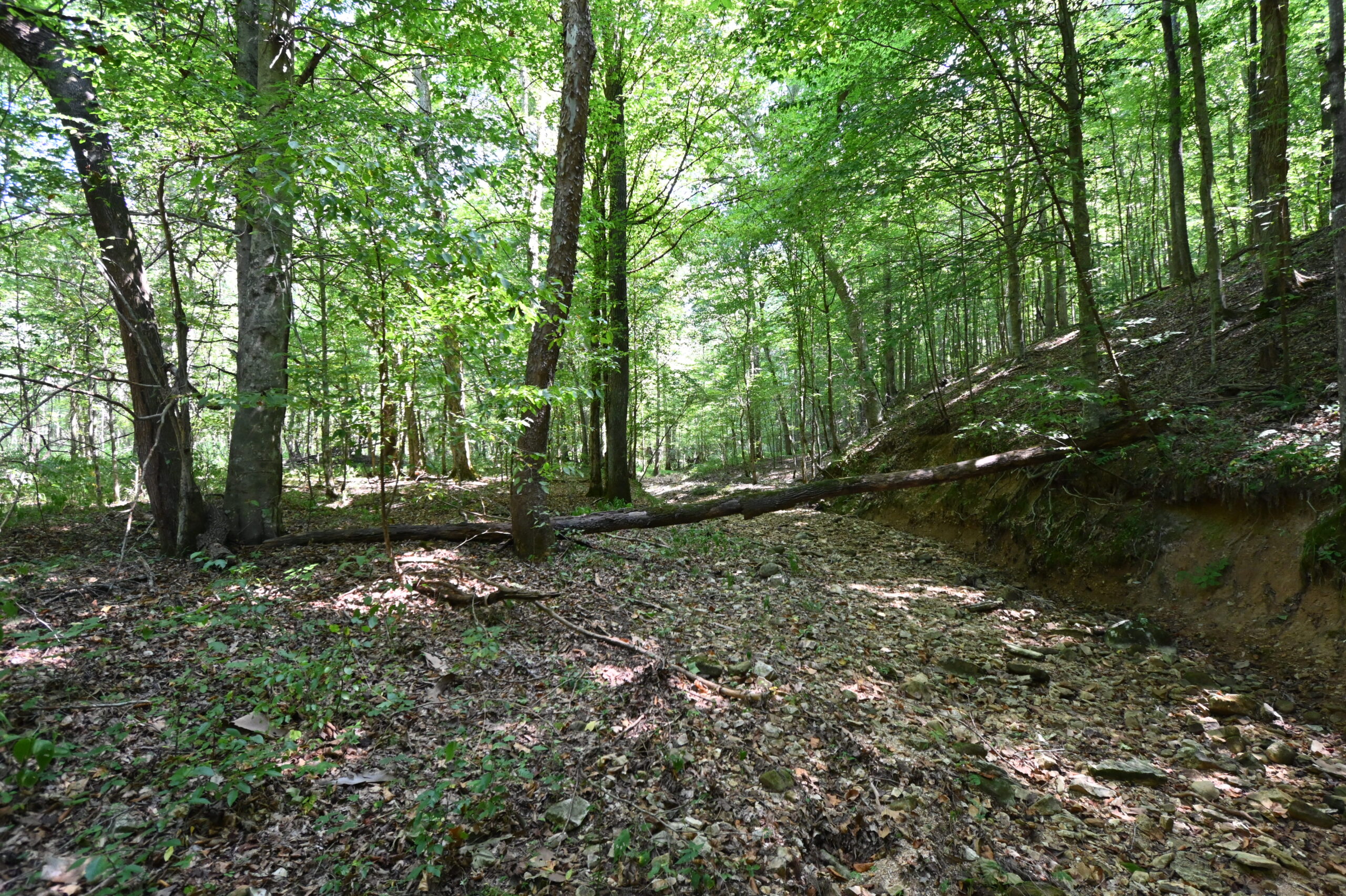 231.15 Acre Timber Land for Sale in Clifton, Tennessee