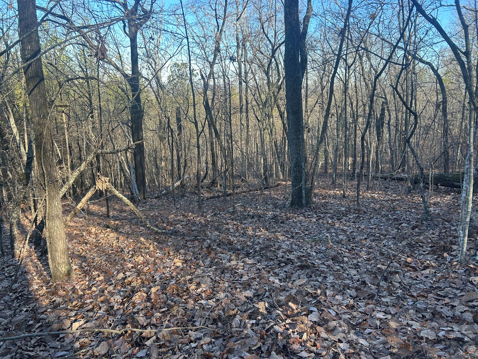 40 Acres of Harwood Timber in Talladega, Alabama