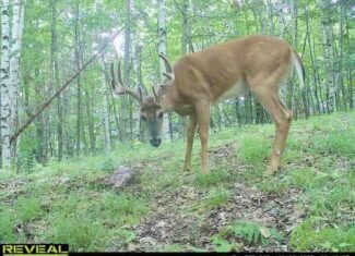Lakefront Acreage With Cabin For Sale in Northern Wisconsin