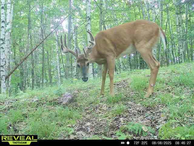 Lakefront Acreage With Cabin For Sale in Northern Wisconsin