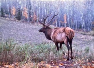Lakefront Acreage With Cabin For Sale in Northern Wisconsin