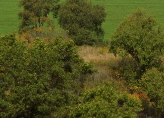 Affordable Recreational Land for Sale in Hillsboro, Wisconsin
