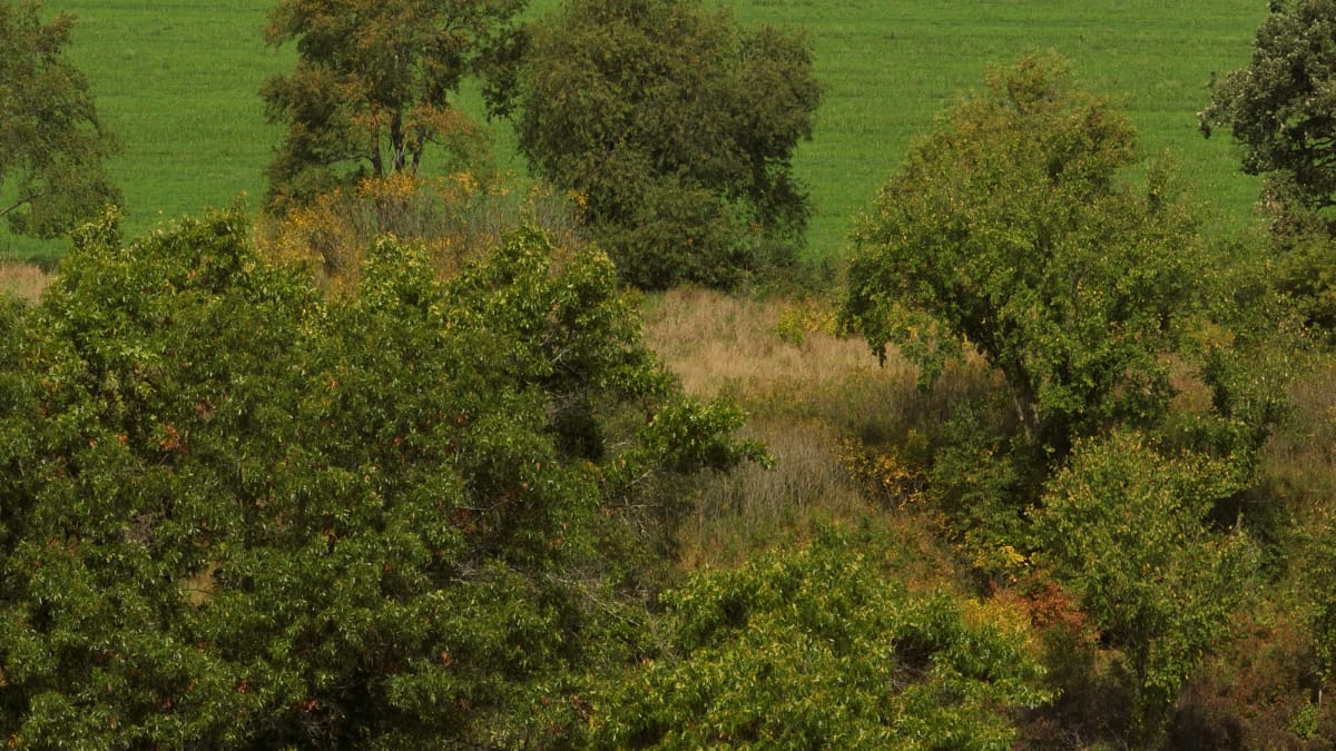 Affordable Recreational Land for Sale in Hillsboro, Wisconsin