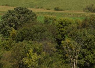 Affordable Recreational Land for Sale in Hillsboro, Wisconsin