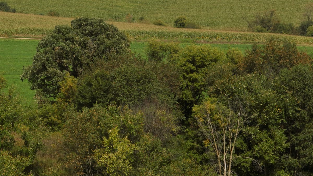 Affordable Recreational Land for Sale in Hillsboro, Wisconsin
