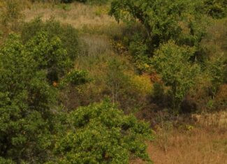 Affordable Recreational Land for Sale in Hillsboro, Wisconsin