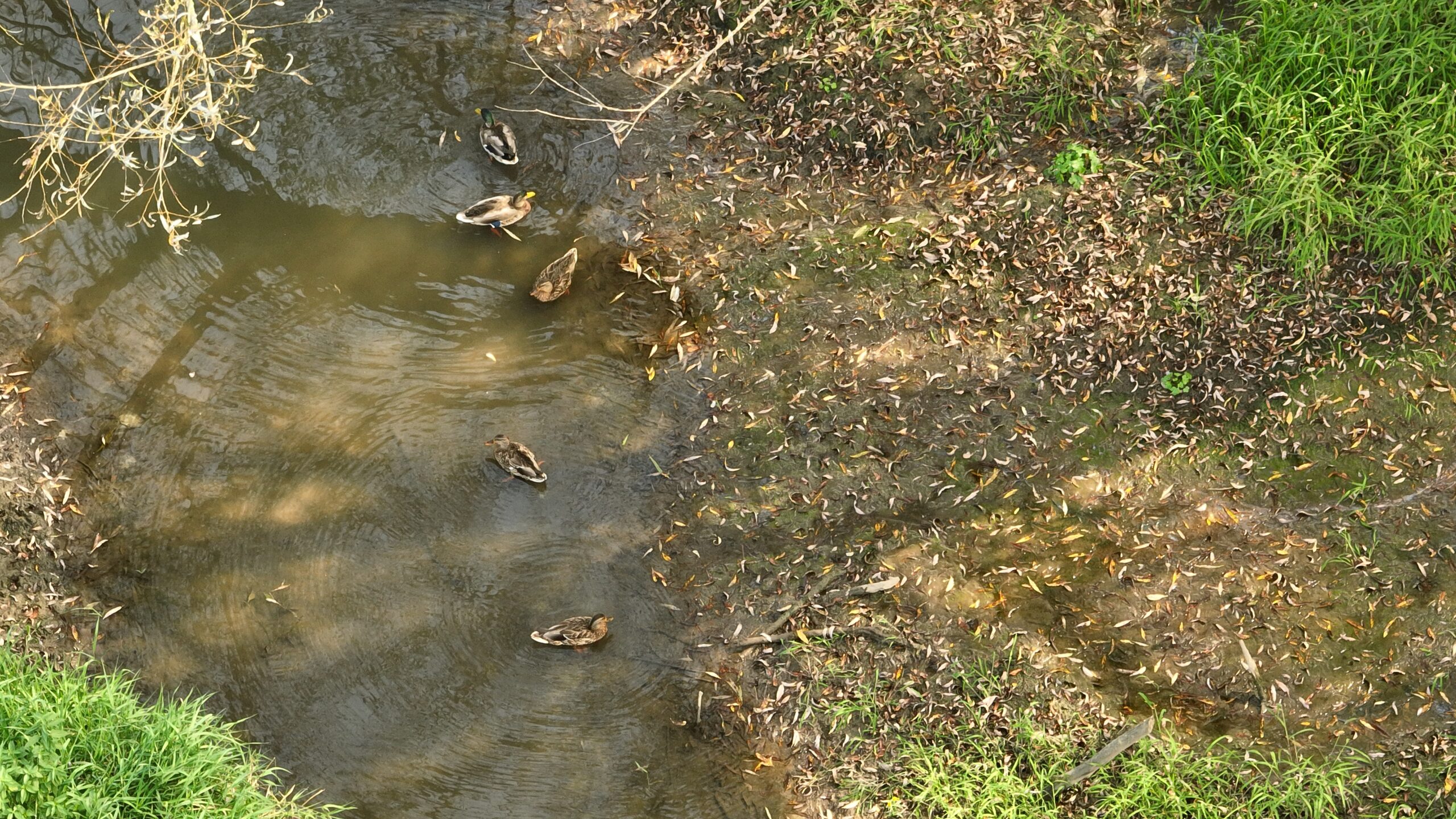 Recreational Land for Sale with Trout Stream in Southwest Wisconsin