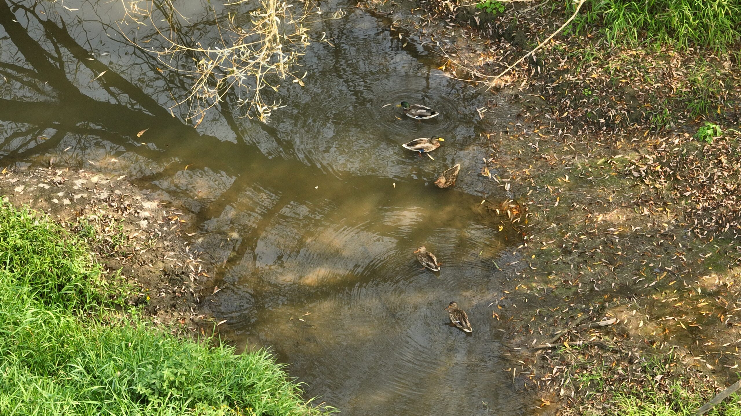 Recreational Land for Sale with Trout Stream in Southwest Wisconsin