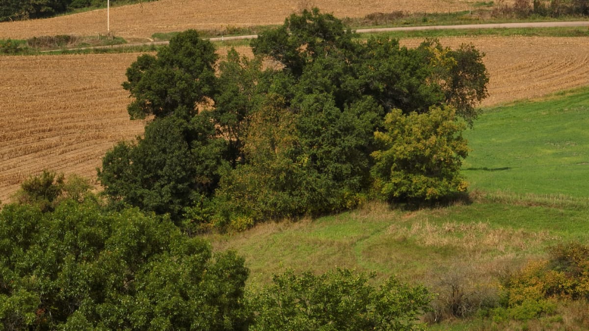 Affordable Recreational Land for Sale in Hillsboro, Wisconsin