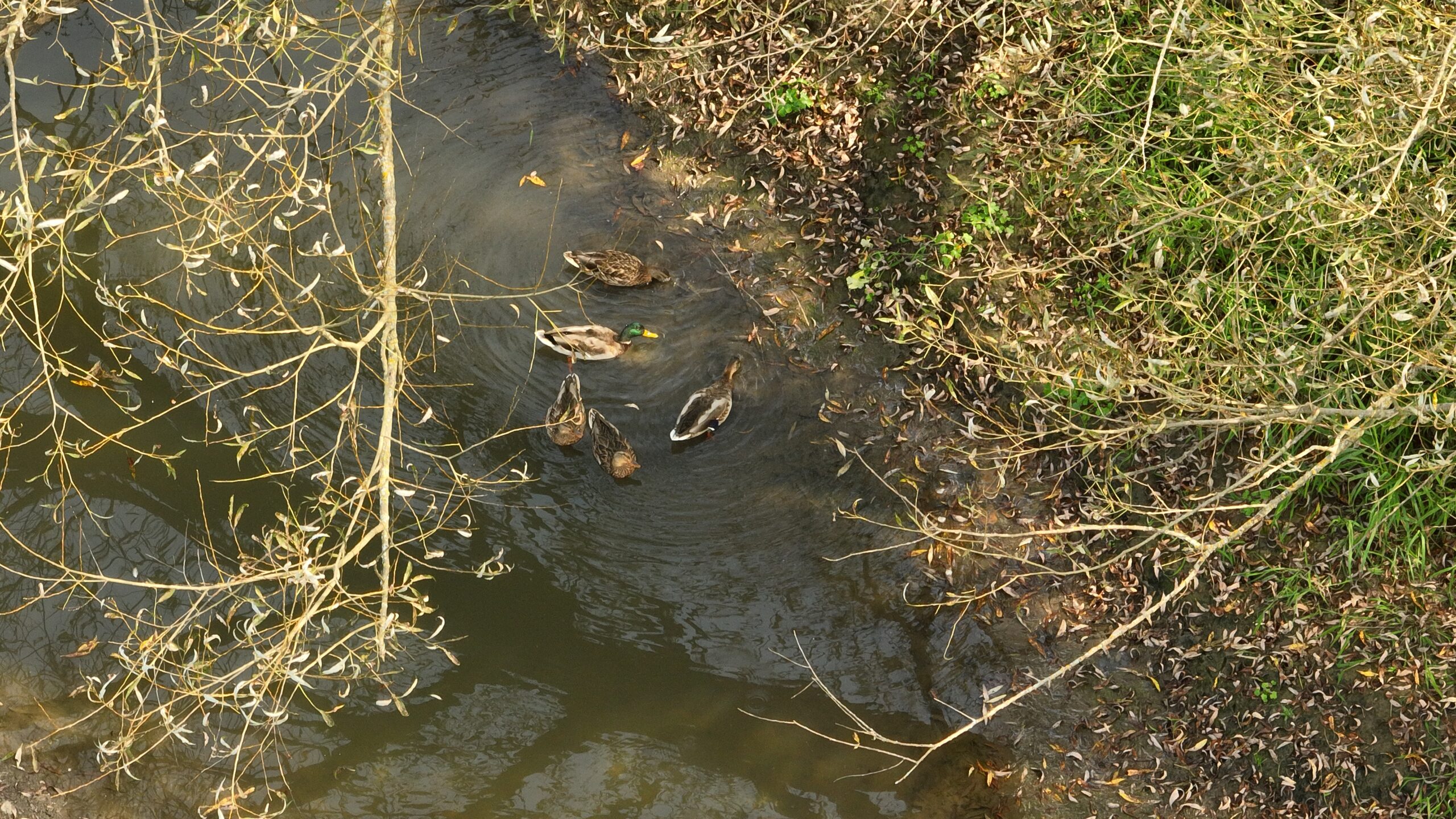 Recreational Land for Sale with Trout Stream in Southwest Wisconsin
