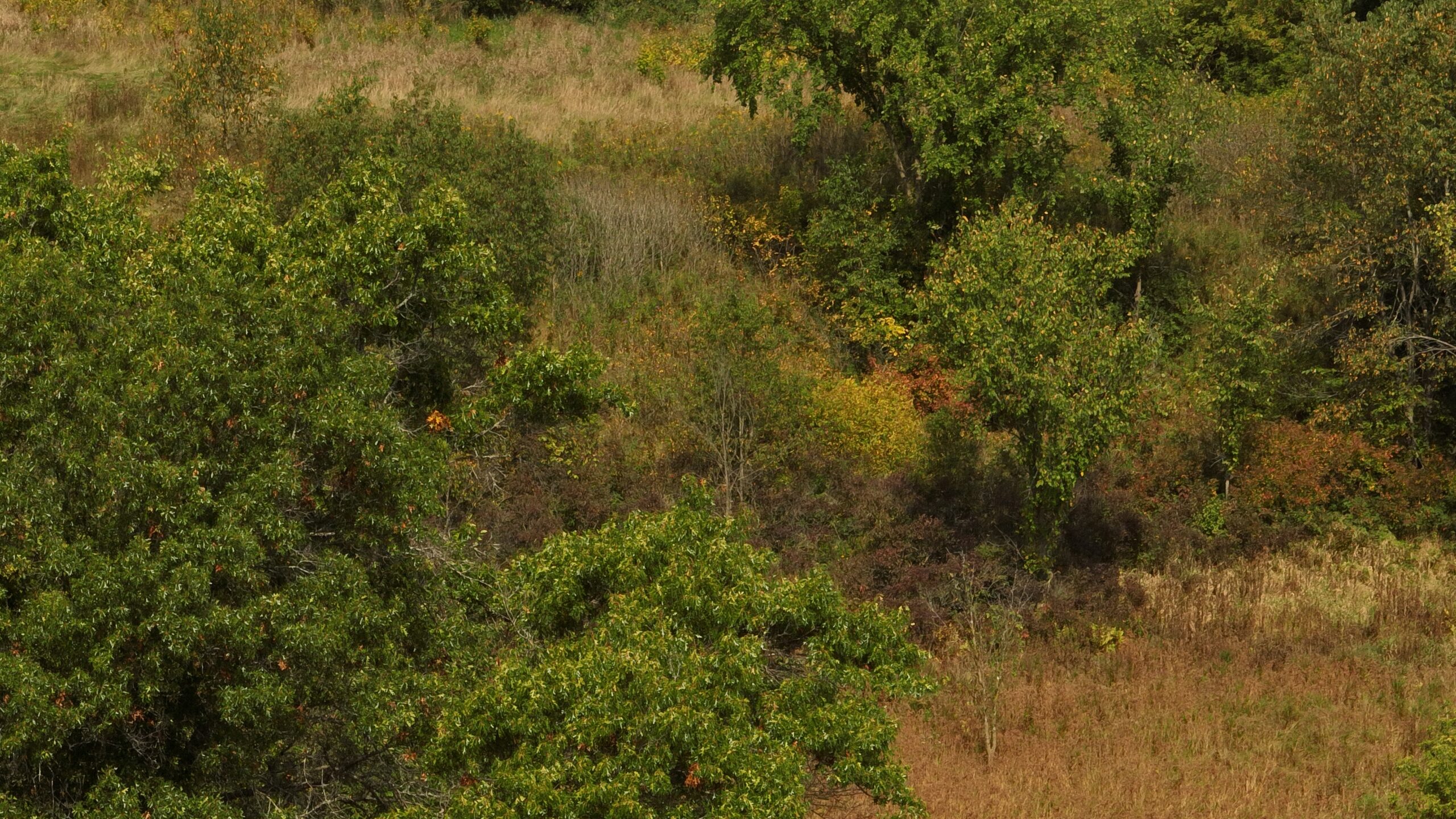 Recreational Land for Sale with Trout Stream in Southwest Wisconsin