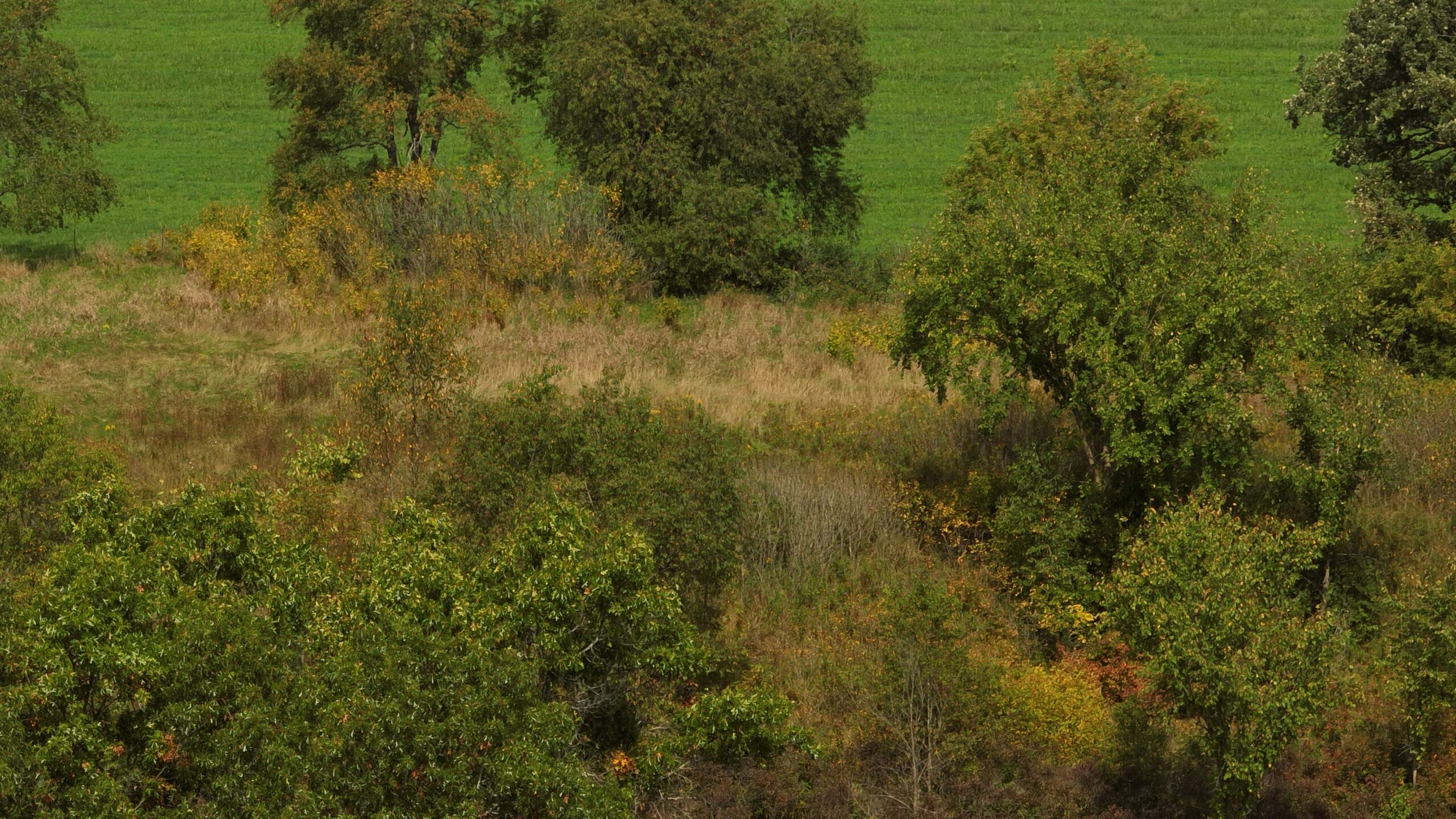 Recreational Land for Sale with Trout Stream in Southwest Wisconsin