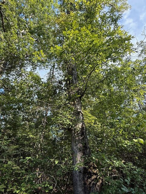 Thomaston Family Hunting and Homesite