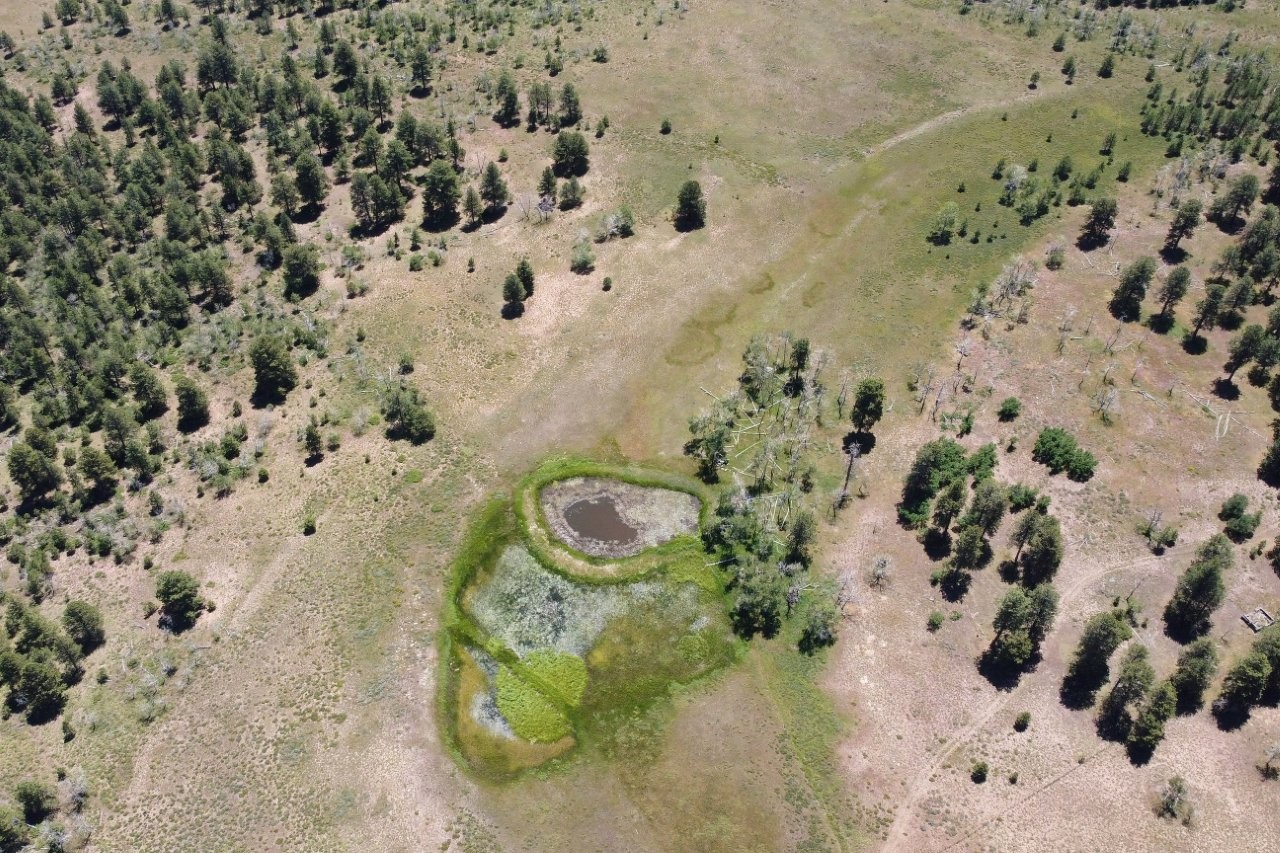 161 Acres San Juan Mountain Land for Sale in Placerville, CO