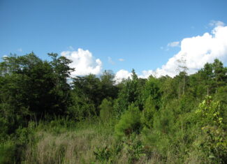 PRIVATE LAND FOR SALE IN TN TO BUILD ON – WOODED LAND WITH DEER & TURKEY HUNTING