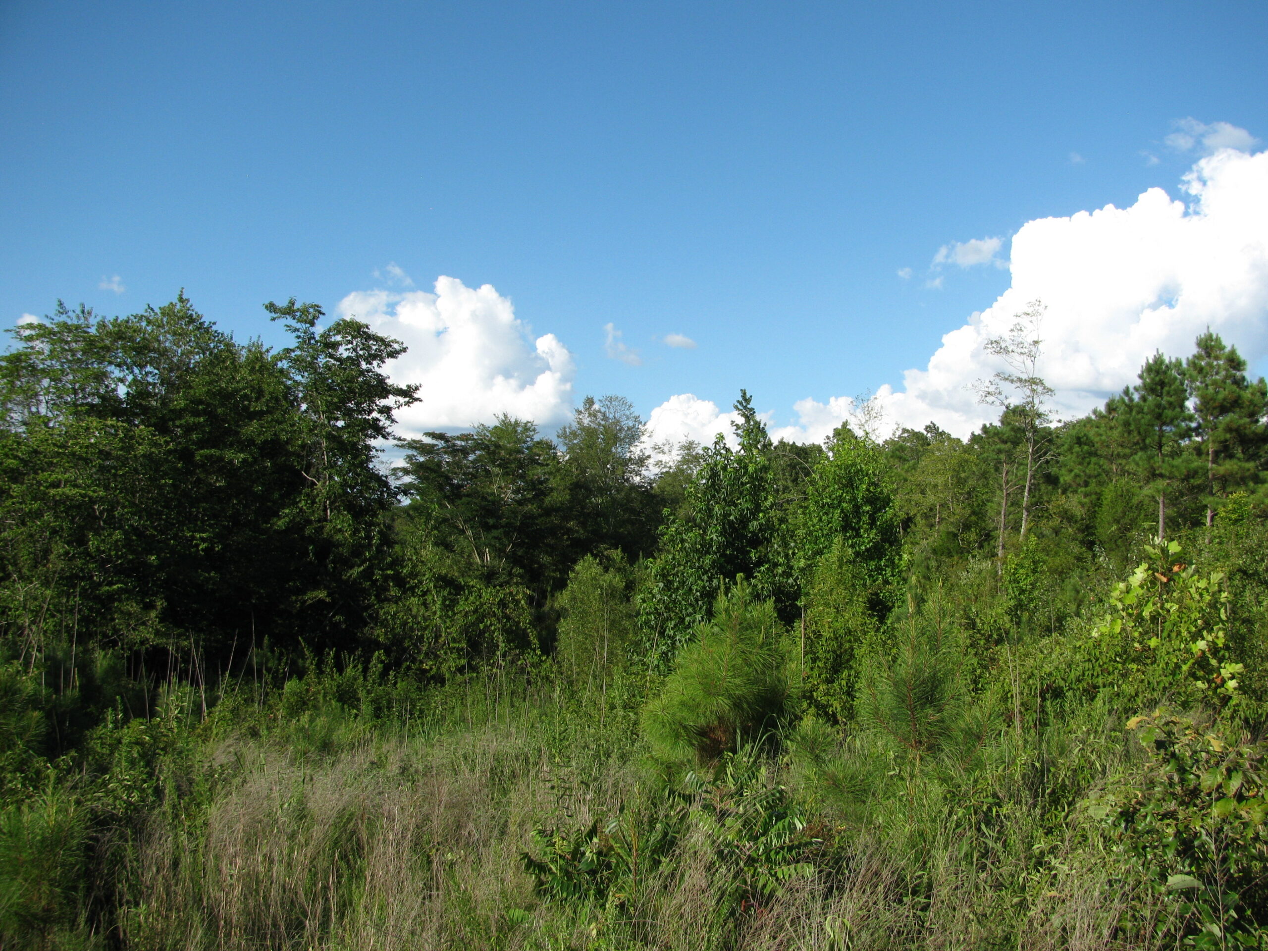 PRIVATE LAND FOR SALE IN TN TO BUILD ON – WOODED LAND WITH DEER & TURKEY HUNTING