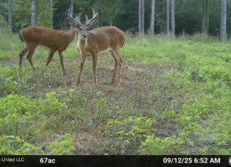 Ramsey Creek 67 Acres for Sale in Centreville, MS