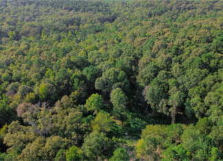 34.50 Acres Residential Land for Sale NE Lincoln Parish