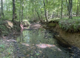 LAND FOR SALE IN TN ON PONY CREEK WITH MATURE HARDWOODS