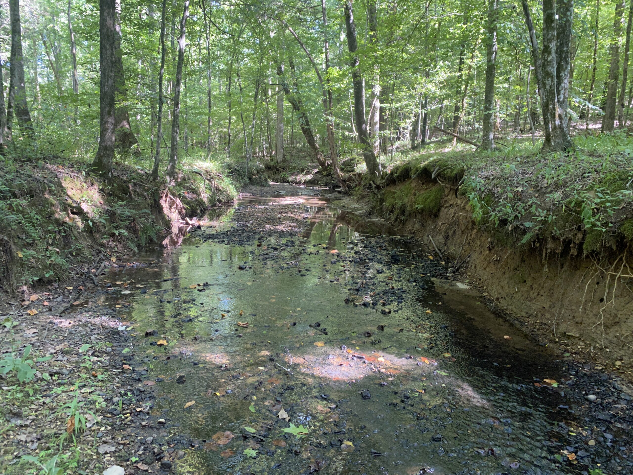 LAND FOR SALE IN TN ON PONY CREEK WITH MATURE HARDWOODS