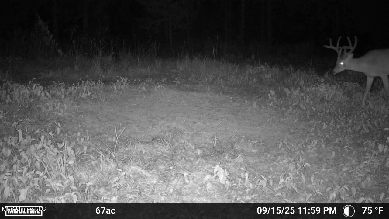 Ramsey Creek 67 Acres for Sale in Centreville, MS