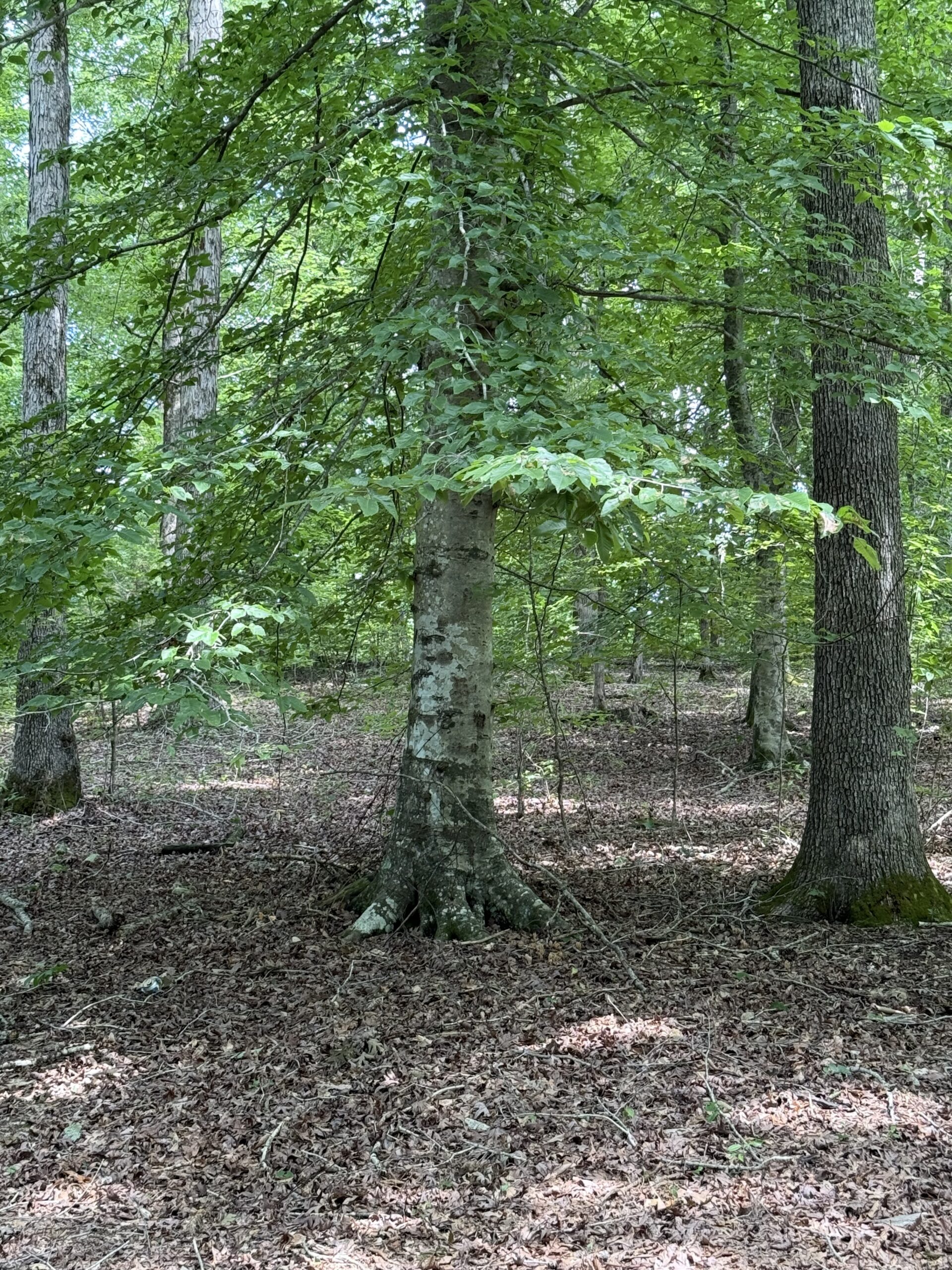DEER HUNTING PROPERTY FOR SALE IN TN