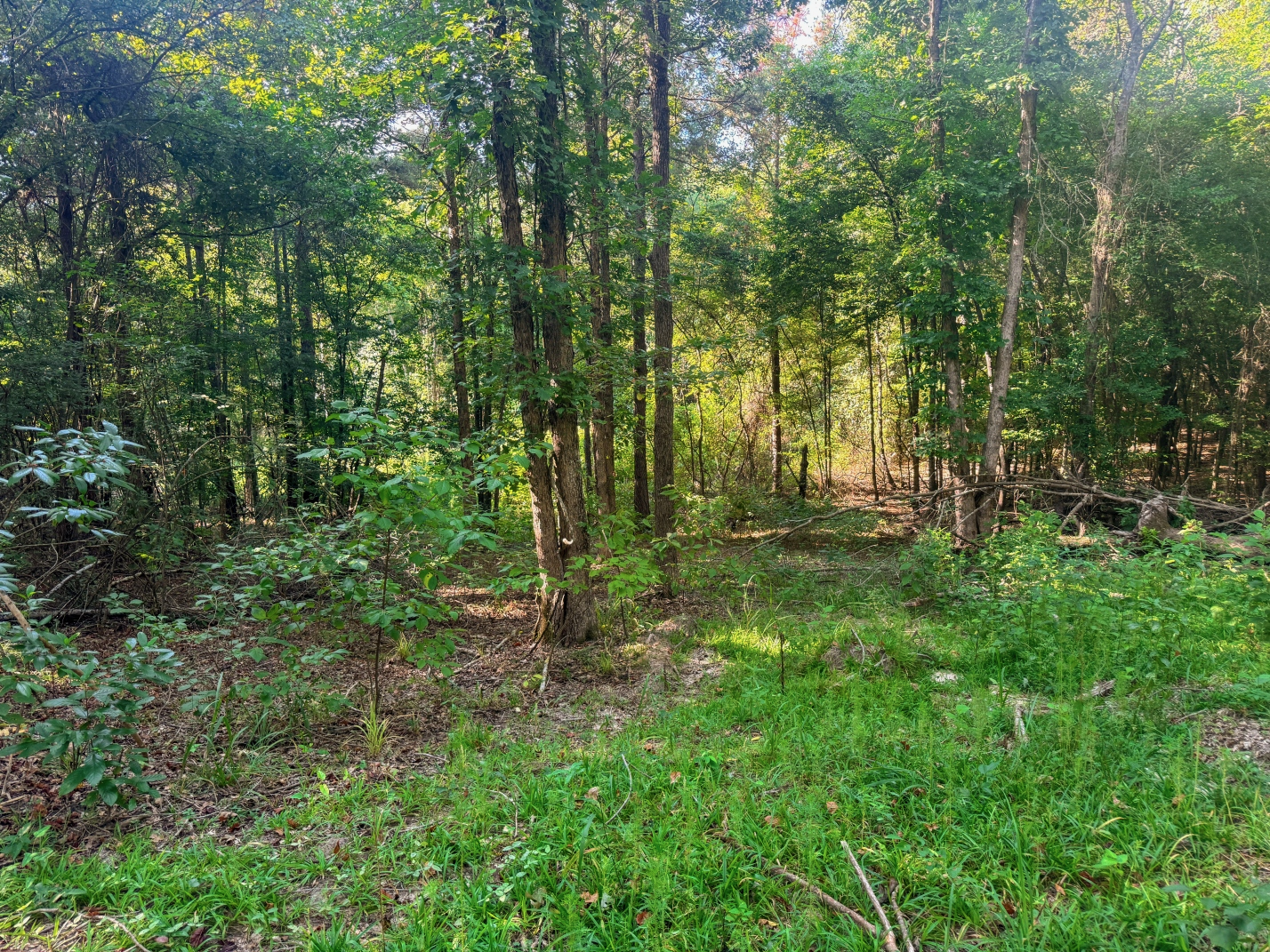 Northeast Lincoln Parish Land for Sale