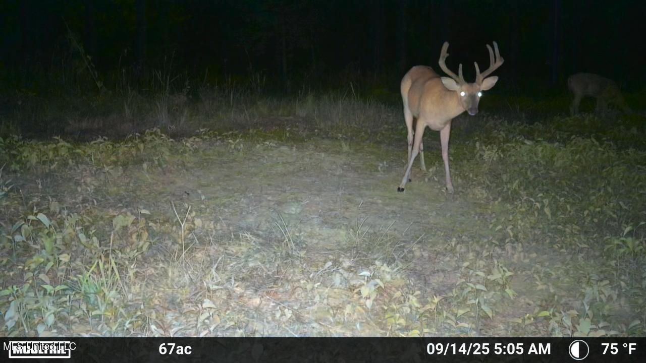 Ramsey Creek 67 Acres for Sale in Centreville, MS